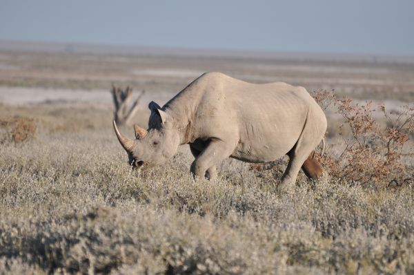 Rhinoceros noir Hook lipped rhinoceros Diceros bicornis